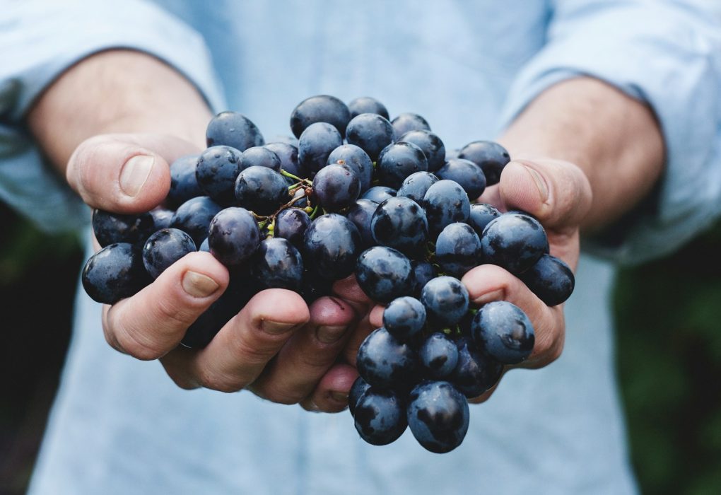 person holding grapes